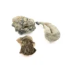 SHROOMS - ATHOR