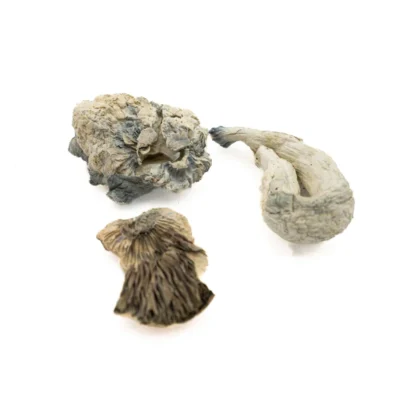 SHROOMS - ATHOR